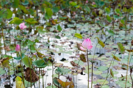 Pink lotus Blooming in swamp of natureの写真素材