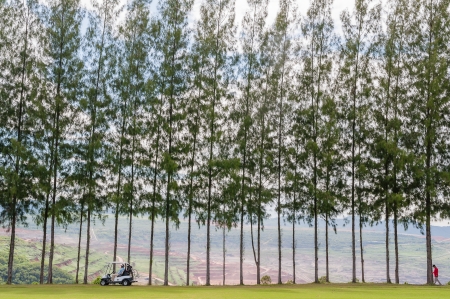Pine tree in green grass of golf course in daylight timeの写真素材