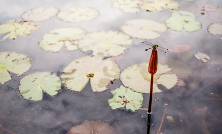 Dragonfly rest at lotus in swampの写真素材