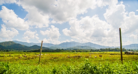 green field with blue sky and cloud in day light timeの写真素材