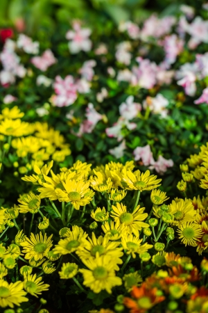 yellow flower in garden and white flower in backgroundの写真素材