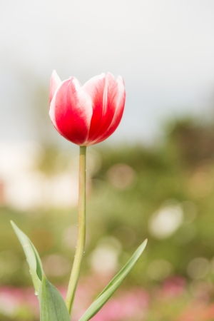 single two tone color tulip flower in garden with bokeh in backgroundの写真素材