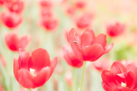 many red tulip flower in garden with insect on leaf soft focusの写真素材