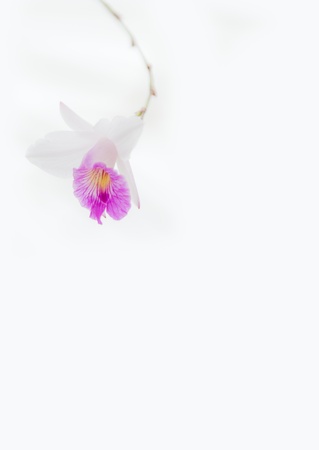 white violet vanda orchid on white background softly focusの写真素材
