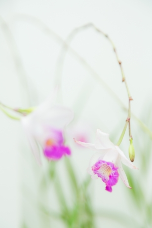 white violet vanda orchid on white background softly focusの写真素材