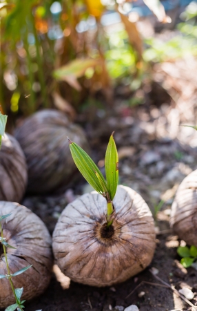 Sprout of coconut tree in gardenの写真素材