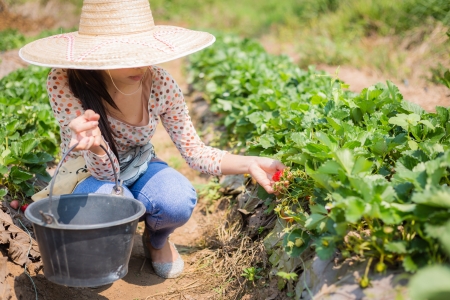 asian girl harvesting strawberry in strawberry farm in thailandの写真素材