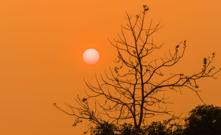 silhouette of tree in sunset timeの写真素材