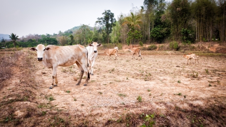 cow in field dry season in thailand evening timeの写真素材