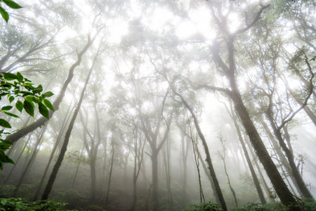 green tree rainforest in autumn season of thailand