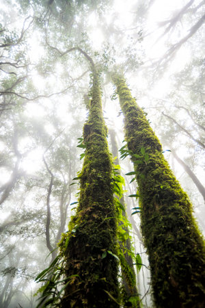 green tree rainforest in autumn season of thailand