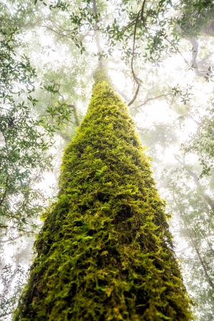 green tree rainforest in autumn season of thailandの写真素材