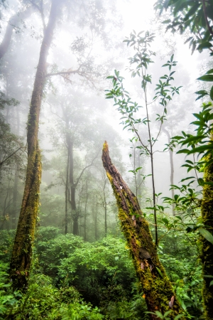 green tree rainforest in autumn season of thailandの写真素材