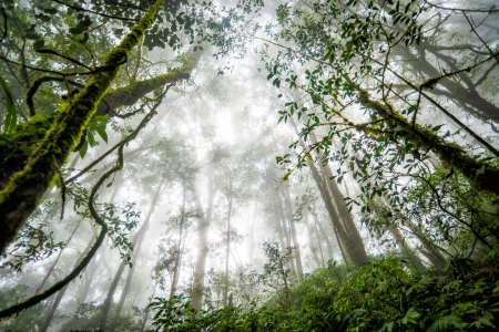 green tree rainforest in autumn season of thailandの写真素材