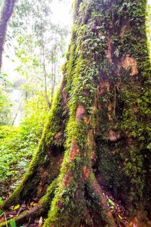 green tree rainforest in autumn season of thailandの写真素材