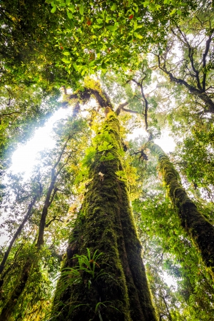 green tree rainforest in autumn season of thailandの写真素材