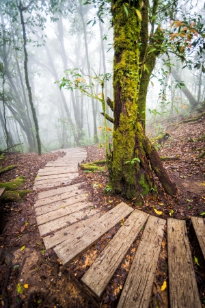 wood pathway in rainforest of thailandの写真素材