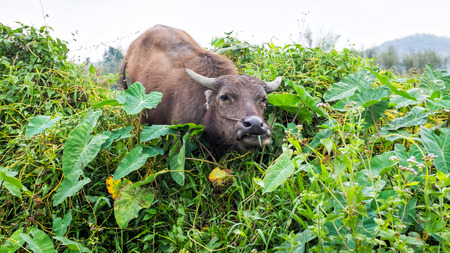thai buffalo eating grass in field of thailandの写真素材