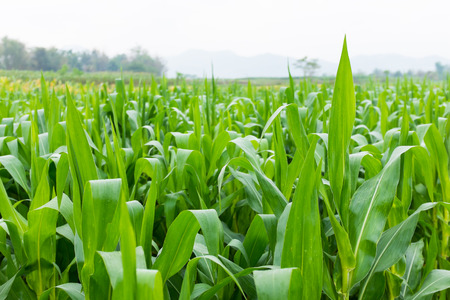 green leaf of corn farm field in thailandの写真素材