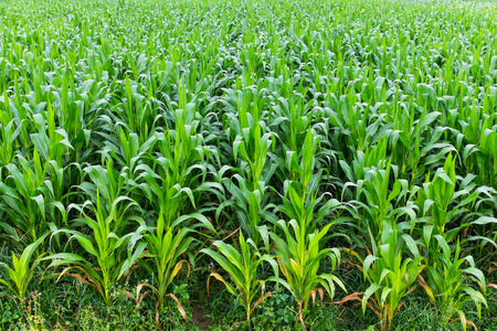 green leaf of corn farm field in thailandの写真素材