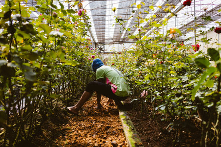 farmer woking in rose  flower garden in day time with color filter