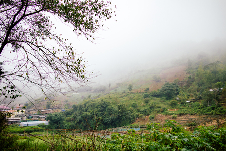 countryside in thailand with misty early fog in morning timeの写真素材