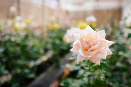 flower pink rose in garden with bokeh in background