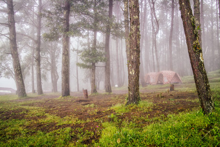 tent in camping forest with misty fog travel in thailandの写真素材