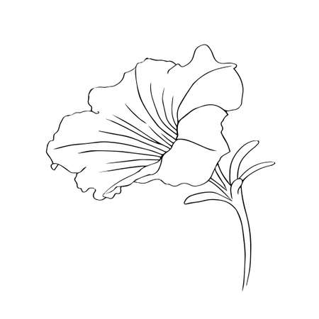 Petunia flower on a white background. Hand drawing with lines. Vector isolated illustration for decoration.のイラスト素材
