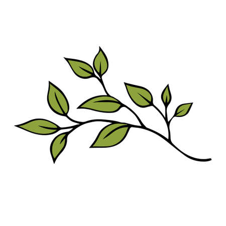 Branch of a tree with green leaves on a white background. Outline drawing. Vector isolated illustrationのイラスト素材