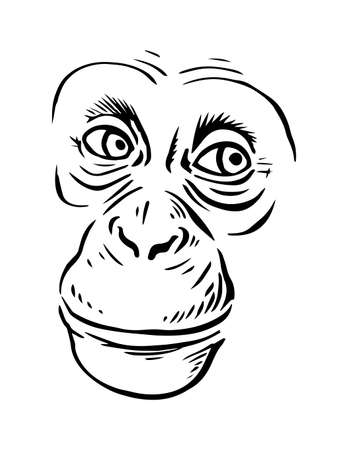 Illustration sketch of a chimpanzee face on a white backgroundのイラスト素材