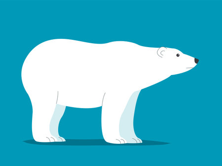 Big polar white bear. Wild mammal of the Arctic. Strong animal predator. white wool. fauna and zoo....