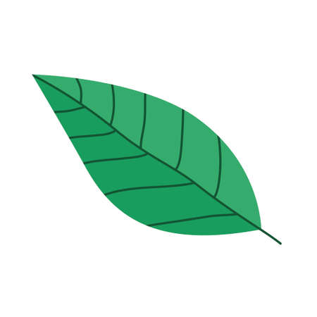 green avocado leaf. Health food. Culinary ingredients. cooking food. Flat vector illustration isolated on white backgroundのイラスト素材