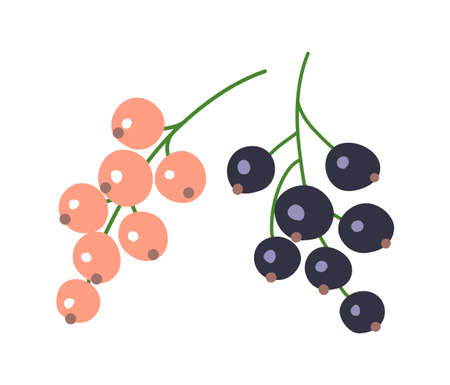 Bunch of white and black currants. Ripe fresh berries. summer harvest. Healthy food rich in vitamins. Sweet delicious dessert. jam ingredient. Flat vector illustration isolated on white backgroundのイラスト素材