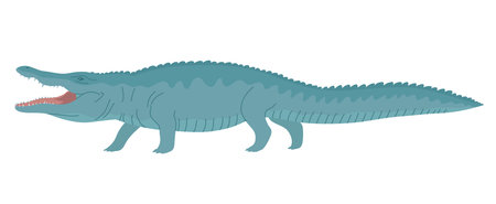 Crocodile with open mouth. Aquatic carnivorous reptile. Toothy alligator and caiman. Predator hunter of Africa. Big animal of wild nature. Flat vector illustration isolated on white backgroundのイラスト素材