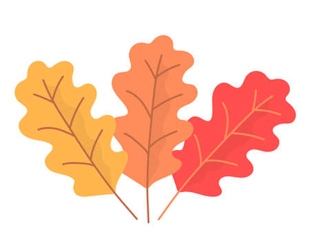 Three color oak leaf. oak tree. Yellow, orange and red. nature and plants. autumn season. Flat vector illustration isolated on white backgroundのイラスト素材
