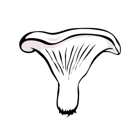 milk mushroom. Edible forest mushroom. Brown mushroom cap. Delicious nutritious natural food. Healthy ingredient for cooking. Cartoon vector art illustration on white background. hand drawn sketchのイラスト素材