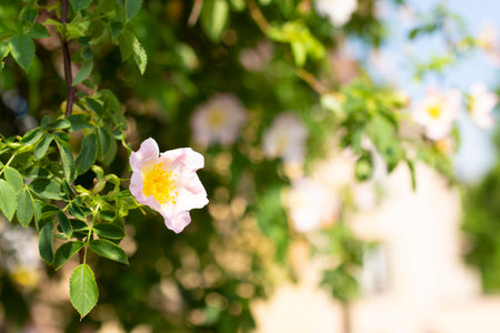 Decorative rose hip. Tree branch with beautiful white flowers. garden plant. spring bloom. Close up photo with white sky backgroundの写真素材