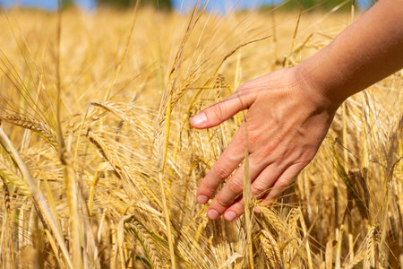 Field of ripe wheat. Woman hand in golden ears. Grain agriculture on the farm. Bread season harvest. close up photoの写真素材