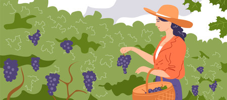 A young beautiful girl collects grapes in a basket. Holding a bunch of grapes in his hand. Green vineyard on the farm. Ripe fruit for wine. autumn harvest season. vector illustrationのイラスト素材