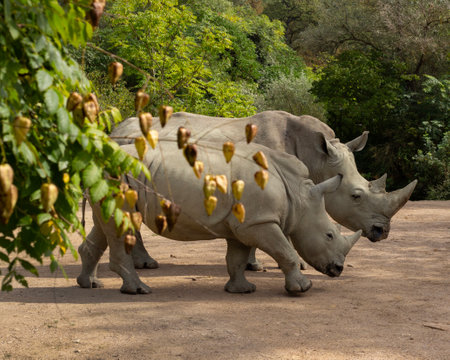 African rhinoceros. Rhino family in the park. Big herbivorous animal mammal with a horn on its nose. Wildlife, nature and zoo. Zoo in Amneville in Franceの写真素材