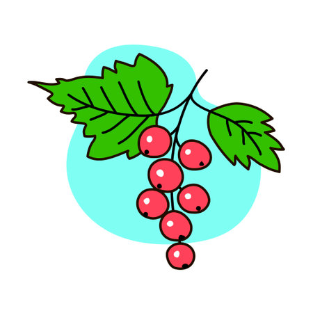Red current with leaves. Bunch of fresh berries. Sweet delicious dessert. Jam ingredient. Outline vector illustration isolated on white backgroundのイラスト素材