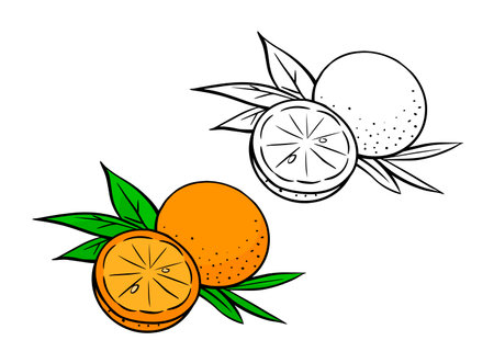 Orange with leaves. Tropical citrus fruit. Healthy food. Garden and harvest. Cartoon vector illustration black and color. Hand drawn outline. Coloring page for kidsのイラスト素材