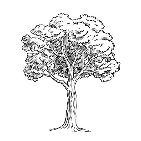 Tree with foliage. Template element for design and decoration. Nature and forest. Cartoon vector illustration black and white. Hand drawn line sketchのイラスト素材
