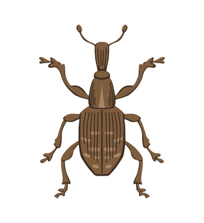 Large pine weevil. Insect pest. View from above closeup. Problem in agriculture. Vector illustration isolated on white backgroundのイラスト素材