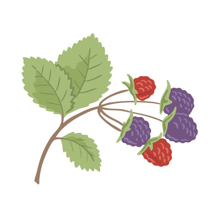 A sprig of blackberries. Garden berry. Ingredient with vitamins for cooking and dessert. Natural...
