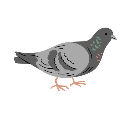 City bird pigeon. Flying feathered. Animals, nature and ornithology. Cartoon vector illustration isolated on white backgroundのイラスト素材