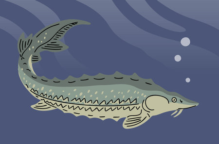 Sturgeon fish underwater. Fishing, food and cooking. Fauna, wildlife and nature. Vector illustration isolatedのイラスト素材