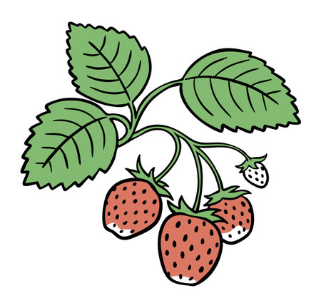 Red strawberry with leaves. Fresh berry. Natural food and vitamins. Ingredient for kultnaria. Design for decoration. Vector illustration isolated on white background. Hand drawn outlineのイラスト素材