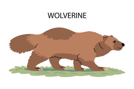 Wolverine side view. Predatory wild animal. Carnivore and scavenger of the mustelid family. Fearless fighter in the wild. Fauna and zoology. Vector isolated illustrationのイラスト素材